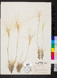 Scleropogon brevifolius image