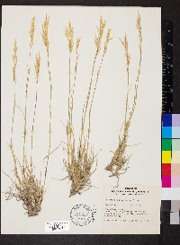 Scleropogon brevifolius image