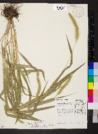 Setaria faberi image