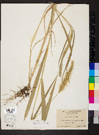 Setaria faberi image