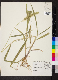 Setaria faberi image