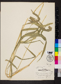 Setaria faberi image