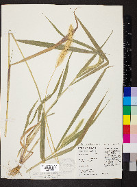 Setaria faberi image