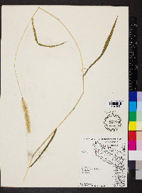 Setaria faberi image
