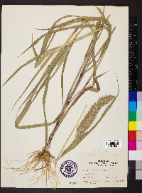 Setaria italica image