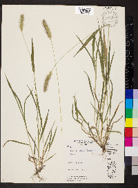 Setaria italica image