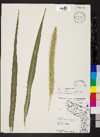 Setaria italica image