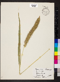 Setaria italica image