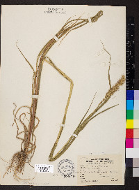 Setaria italica image