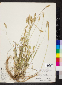 Pennisetum glaucum image