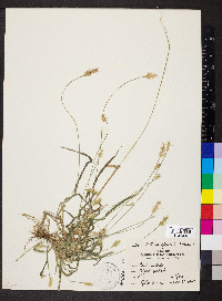 Pennisetum glaucum image