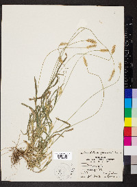 Pennisetum glaucum image