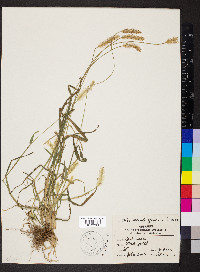 Pennisetum glaucum image