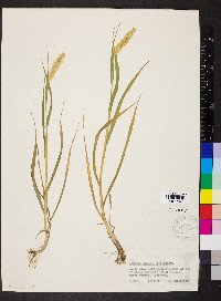 Pennisetum glaucum image