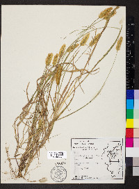 Pennisetum glaucum image