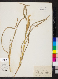 Pennisetum glaucum image