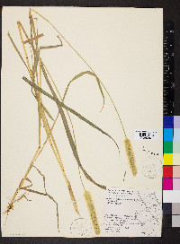 Pennisetum glaucum image