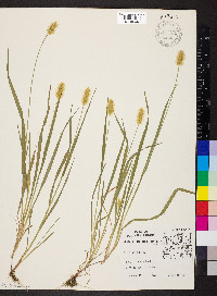 Pennisetum glaucum image