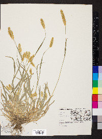 Pennisetum glaucum image