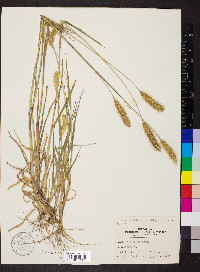 Pennisetum glaucum image