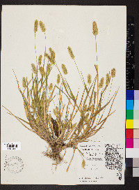 Pennisetum glaucum image
