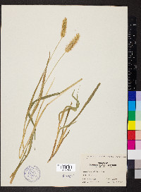 Pennisetum glaucum image