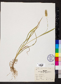 Pennisetum glaucum image