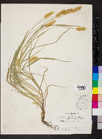 Pennisetum glaucum image