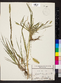 Pennisetum glaucum image