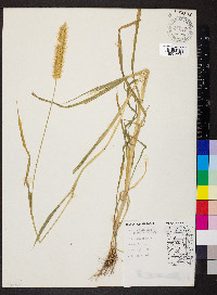 Pennisetum glaucum image