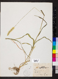 Pennisetum glaucum image