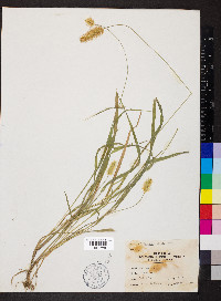 Pennisetum glaucum image