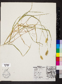 Pennisetum glaucum image