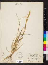 Pennisetum glaucum image