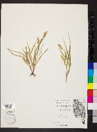 Pennisetum glaucum image