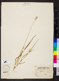 Pennisetum glaucum image