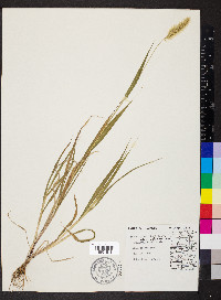 Pennisetum glaucum image