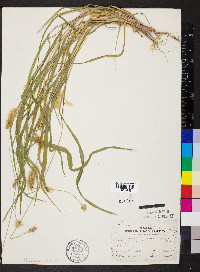 Pennisetum glaucum image