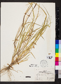 Pennisetum glaucum image