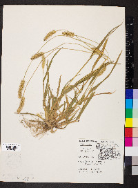 Pennisetum glaucum image