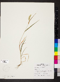 Pennisetum glaucum image