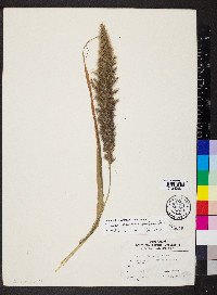 Setaria italica image