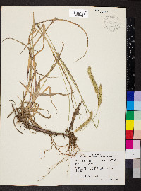 Pennisetum glaucum image