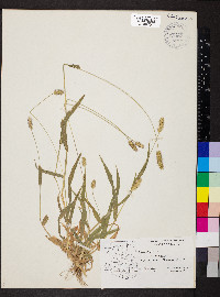 Pennisetum glaucum image