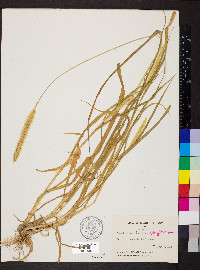 Pennisetum glaucum image