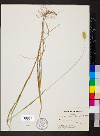 Pennisetum glaucum image