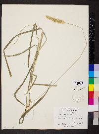 Pennisetum glaucum image