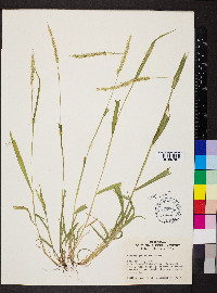 Setaria grisebachii image