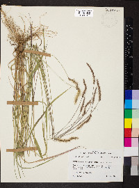 Setaria pumila image