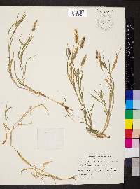 Setaria verticillata image